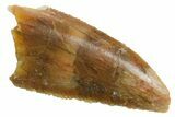 Serrated, Raptor Premaxillary Tooth - Real Dinosaur Tooth #355553-1